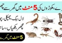 Effective Ways to Get Rid of All Insects at Home