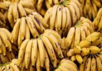 If you eat 11 bananas daily, you can get rid of this serious illness