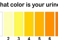 Yellow, Red, Brown, Green Urine Colors and What They Might Mean