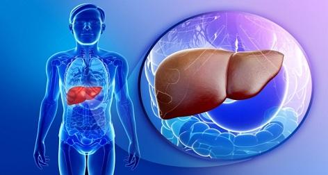 Fatty Liver Disease Causes, Symptoms, and Treatment with Home Remedy