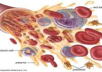 Anemia Causes, Types, Symptoms, Foods and Treatment