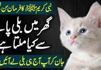 According to Islam, How Is A Cat Reared In A Home