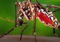 How to Get Rid of Mosquito Using Simple Home Remedy