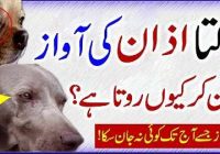 Why Dog Start Barking At The Time Of Adhan?