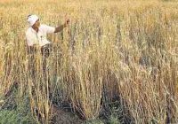 Beautiful wife of a poor farmer