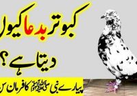 Pigeon rearing according to Islam