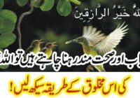 If you want to be successful and healthy, then learn the ways of this creature of Allah Almighty!