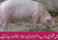 Is Pig meat forbidden in Islam