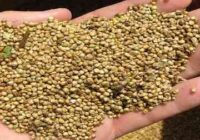The benefits of millet