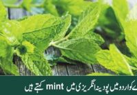 Benefits of mint