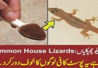 Common House Lizards