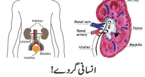 Interesting knowledge about Kidney