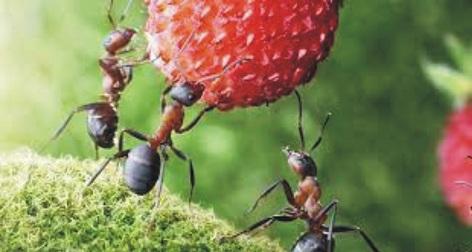 Scientists have discovered what ants do after collecting grains and seeds