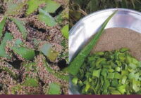 Aloe vera and aloe vera have many benefits