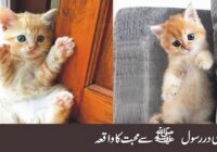 The story of a cat falling in love with the Messenger of Allah