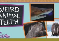 Fun Facts About Animal Teeth You Can't Miss