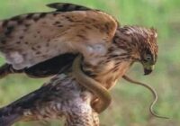 When a hawk hunts a snake, it changes the battlefield