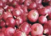 Today, the rate of onion in Pakistan is continuously increasing