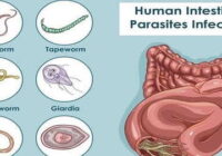 Treatment of stomach worms
