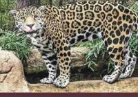 A Leopard Was Preparing To Drink Hashish In The Forest