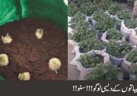 The best method of potato cultivation