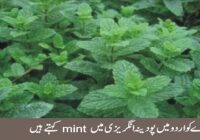 benefits of mint plant