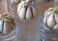 Enhancing Your Life with Garlic-Infused Water