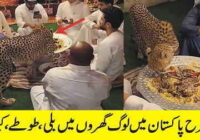 Arabian cheetah is also kept as a pet cat
