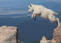 A few years ago, a sheep in Turkey jumped off a hill for some reason