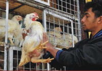 A man went to a poultry shop with a slaughtered chicken
