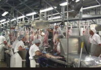 A Man Worked In A Meat Freezing Factory