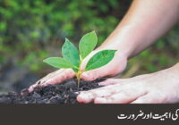 Importance and necessity of plantation