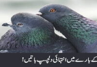 Very interesting facts about pigeons
