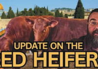 There is a debate going on about a Red Heifer on social media these days