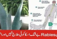 There is no cure for Rabies and the end result is death