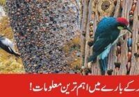 The most important information about Woodpecker